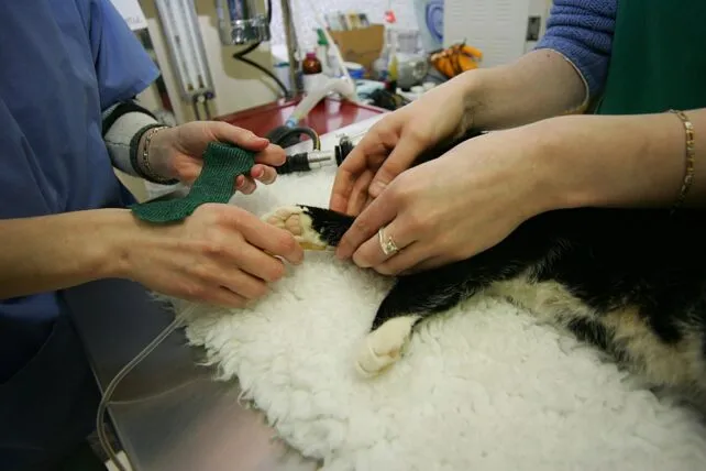 TUS Athlone Veterinary Nursing